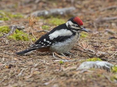 Lesser Spotted Woodpecker