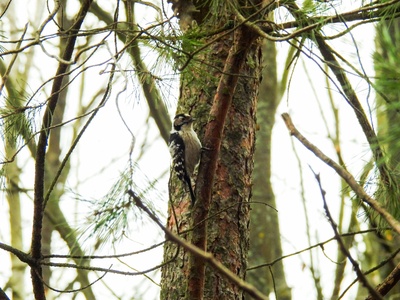 Lesser Spotted Woodpecker