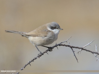 Lesser Whitethroat