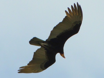 Lesser Yellow-headed Vulture