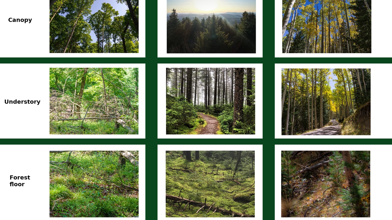 Millipede lifecycle stages and millipedes feeding on leaf litter