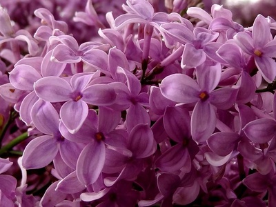 Lilac