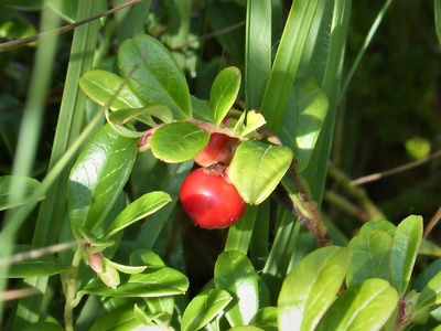 Lingonberry (cowberry)