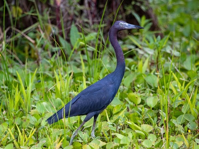 Little blue heron
