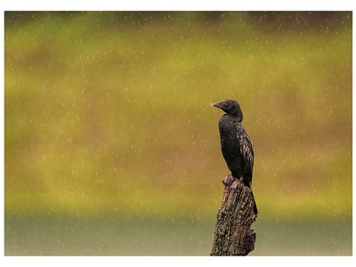 Little cormorant