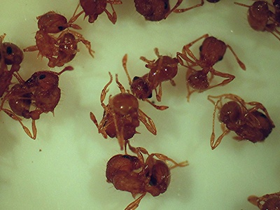 Little fire ant