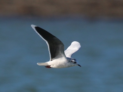 Little Gull