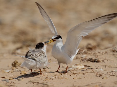 Little Tern