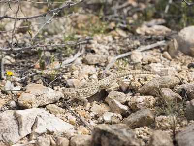 Long-nosed leopard lizard