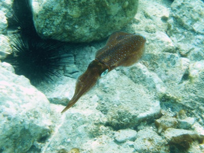 Long-spined sea urchin