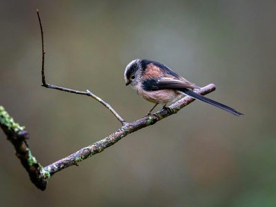 Long-tailed Tit
