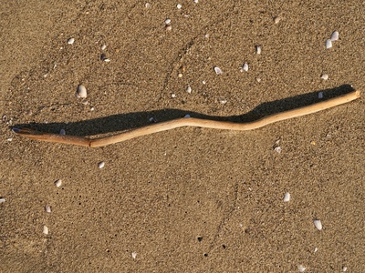 Long sand snake