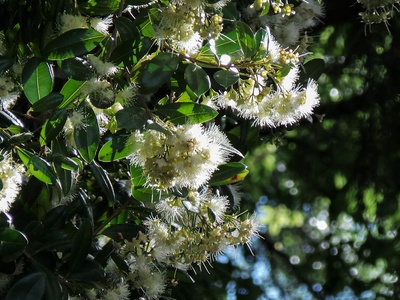 Long‑leaved wattle
