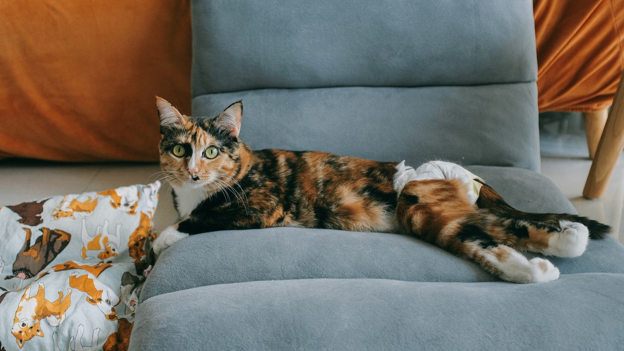 Exotic Shorthair napping on a living room sofa.