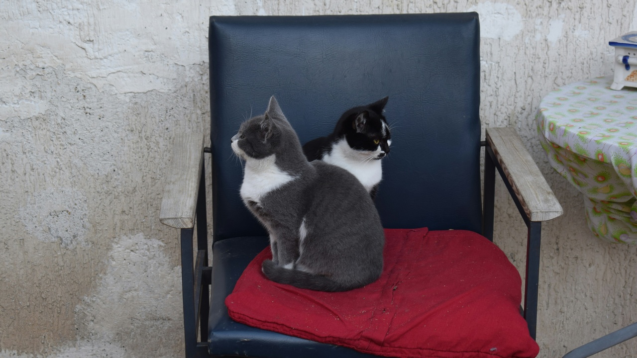 Independent, low-maintenance cat breeds in an apartment