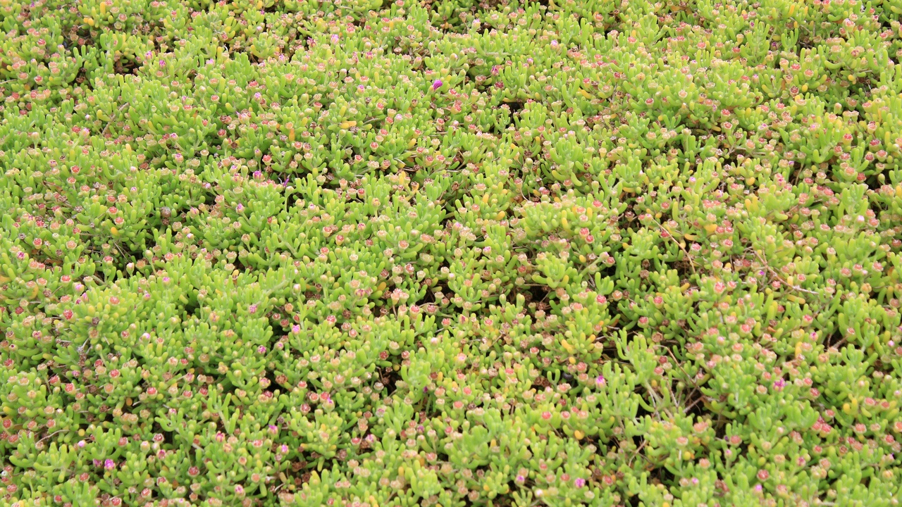 Drought tolerant groundcover plants in sun