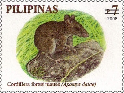 Luzon forest mouse