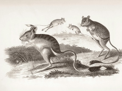 Macropods (kangaroos & wallabies)