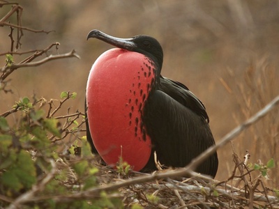 Magnificent frigatebird