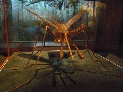 Malaria mosquito