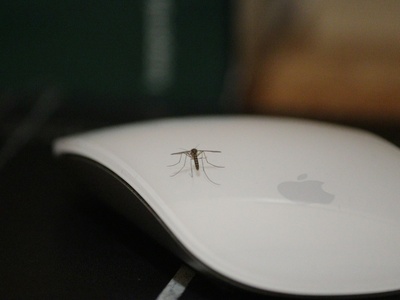 Malaria mosquito