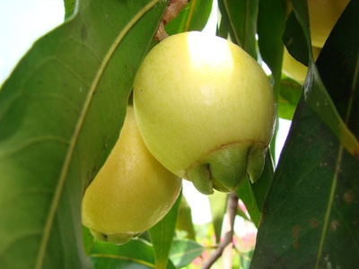Malay apple