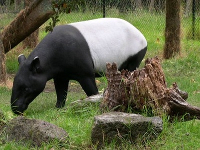 Malayan tapir