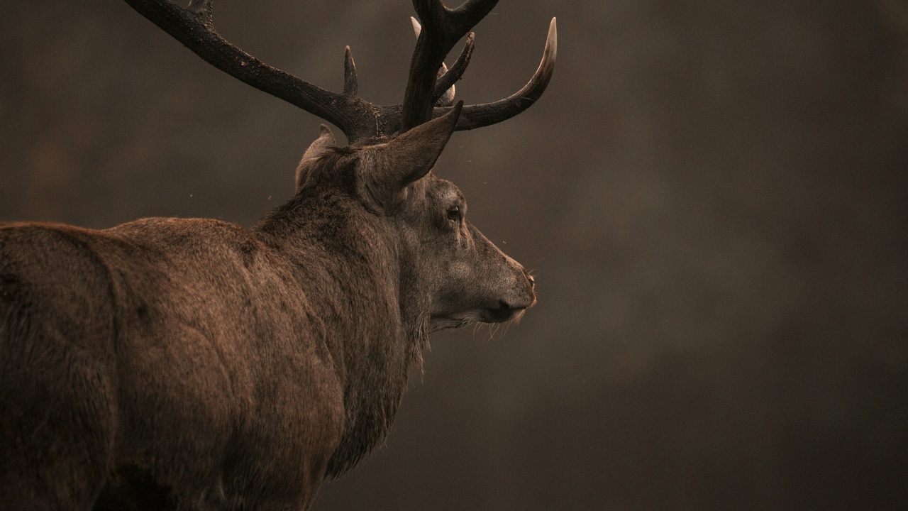 Large mammal habitat in Montenegro's Durmitor National Park