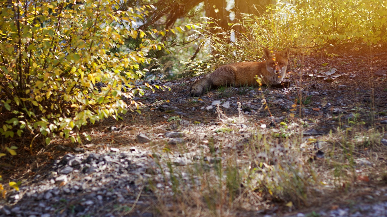 Cretan kri‑kri on rocky terrain with Mediterranean scrub in the background, illustrating island endemic habitat.