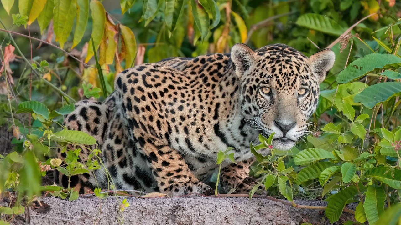 Jaguar, spectacled bear and pink river dolphin representing Colombian mammals