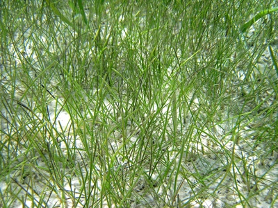 Manatee grass