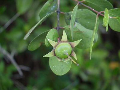 Mangrove apple