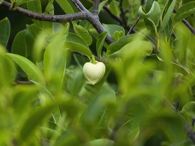Mangrove apple