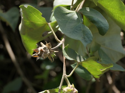 Mangrove hibiscus