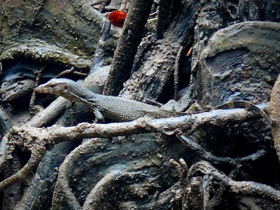 Mangrove monitor