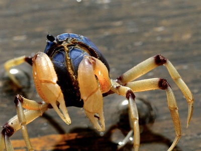 Mangrove tree crab (Grapsidae)