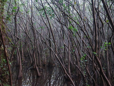 Mangrove whipray