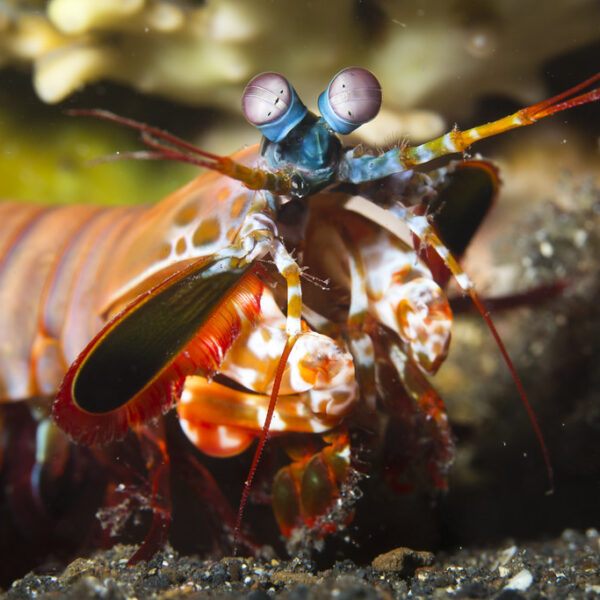 Close-up of a peacock mantis shrimp showing its colorful body and complex eyes that can see ultraviolet light