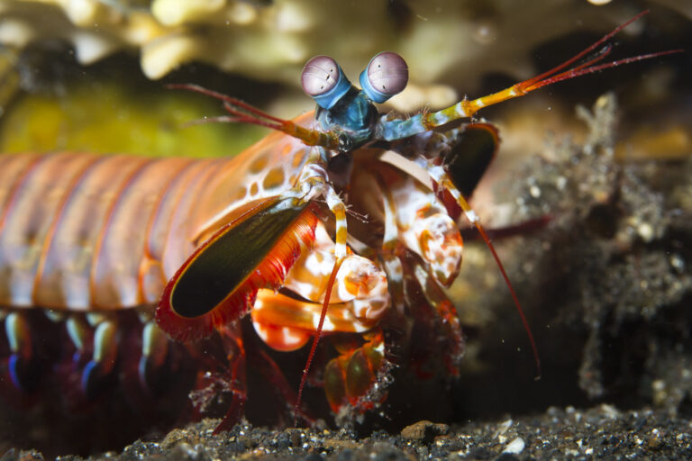 Close-up of a peacock mantis shrimp showing its colorful body and complex eyes that can see ultraviolet light