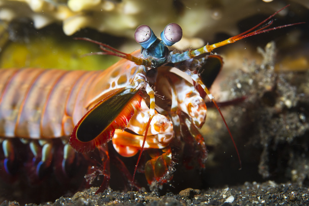 Close-up of a peacock mantis shrimp showing its colorful body and complex eyes that can see ultraviolet light