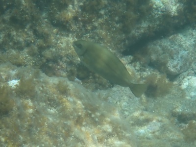 Marbled spinefoot (rabbitfish)