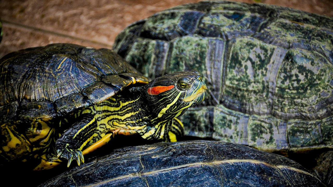 Green sea turtle, whale shark and Sunda pangolin representing marine and lesser-known Malaysian species