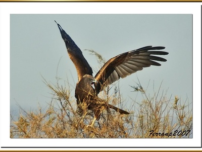 Marsh Harrier