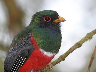 Masked Trogon