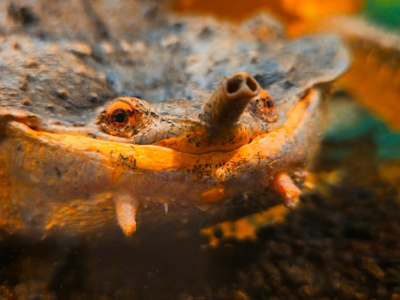 Mata mata turtle
