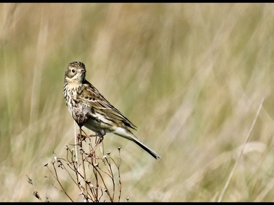 Meadow Pipit