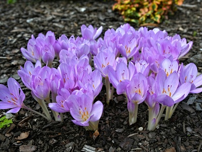 Meadow saffron