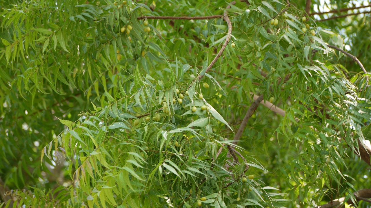 Neem tree with market stall selling traditional medicinal herbs in Bangladesh