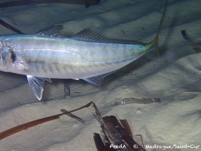 Mediterranean horse mackerel