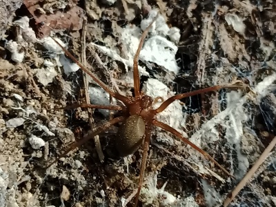 Mediterranean recluse